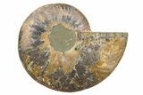 Cut & Polished Ammonite Fossil (Half) - Deep Crystal Pockets #345635-1